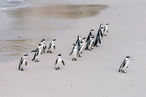Herding Penguins